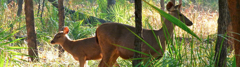Bandhavgarh National Park