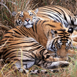 Bandhavgarh National Park