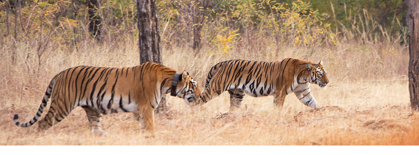 wildlife