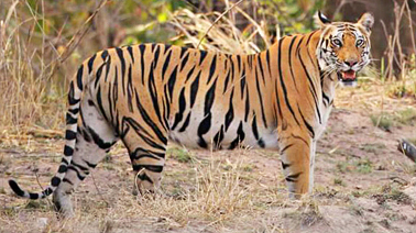 Ranthambore National Park