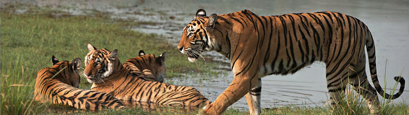 Ranthambore Tiger